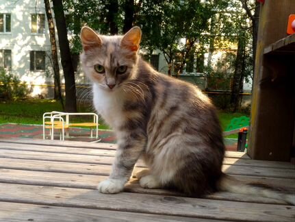 Пушинка ищет Дом