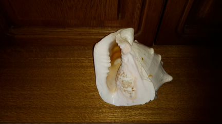 Раковина и рыба- еж для аквариума
