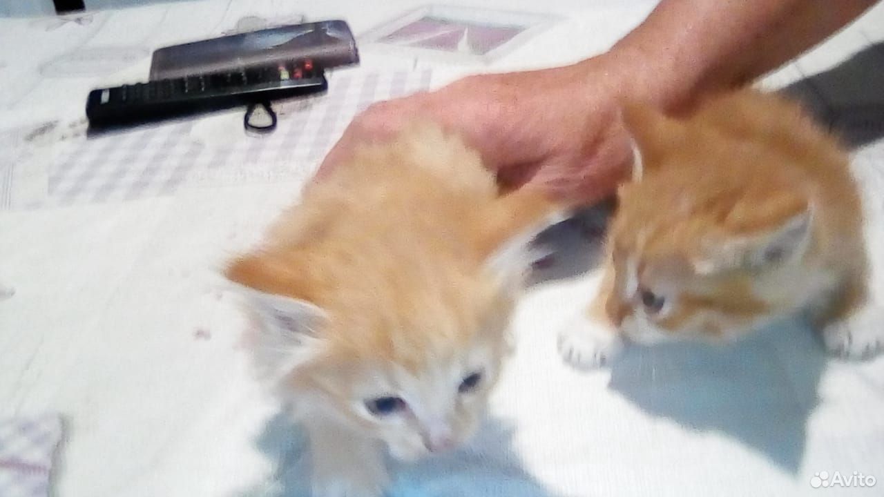 Котики Рыжики
