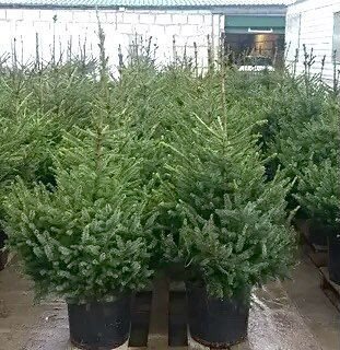 Сербская ель 66-67см