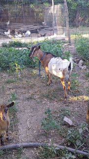 Продается дойная камерунская коза и козлик на плем - фотография № 6