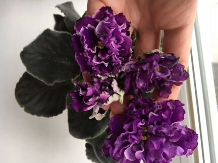 Фиалки Цветущие