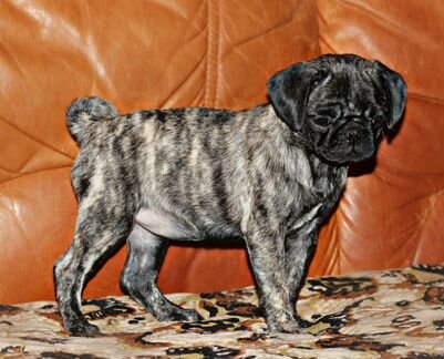 Щенок девочка