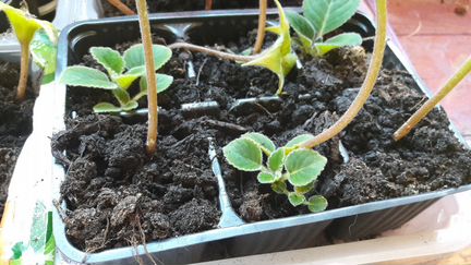 Тидея красивоцветущее растение