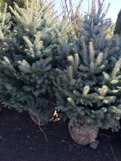 Ель голубая 0,6-0,8м